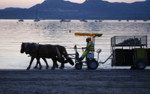 Le transport hippomobile, ici avec des chevaux de trait, permet d'éviter le rejet de gaz à effet de serre et préserve la biodiversité