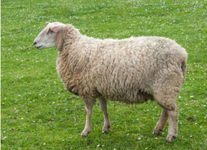 Mouton Lande de Bretagne, une race utilisée en écopâturage par les éleveurs