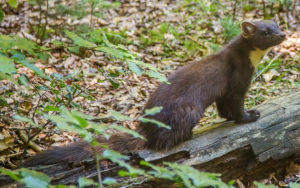 Martre : robe de couleur brune, plastron jaune-orangé, longue queue touffue, en s'attaquant aux écureuils gris elle protège la biodiversité