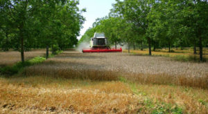 Agroforesterie contemporaine : une moissoneuse récolte le blé sous des noyers
