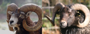 Mouflon et Bélier Ouessant possèdent les mêmes caractéristiques : même museau allongé, cornes enroulés vers le bas etc.