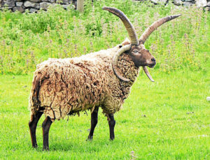Mouton à deux paires de cornes. Une paire vers le bas, comme un mouflon, l'autre vers le haut, comme une gazelle
