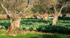 Agroforesterie en Espagne : oliviers centenaires et culture de choux