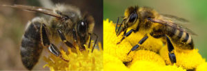 Abeille noire et abeille "classique", comme le mouton d'Ouessant pour l'éco-pâturage, elle est plus résistante car plus rustique