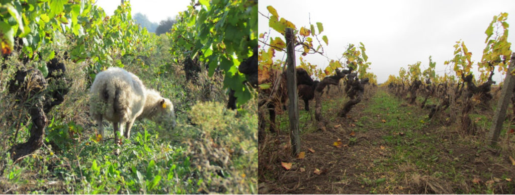 Vues de la vigne avant pâturage, très enherbée, puis après, tondue au ras-du-sol