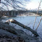 faune et milieu urbain : arbre abattu par un castor le long d'une berge articiciel, pont en arrière plan