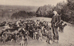 éco-pâturage avec des chèvres le long d'une route, photo ancienne en noir et blanc, berger moustachu avec veste et pantalon velour
