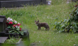 Faune en ville : un renardeau, au duvet gris au milieu des tombes