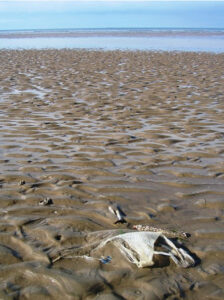 Pollution plastique : un déchet plastique (ici un sac plastique) à moitié enterré dans le sable d'un plage