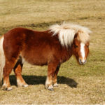 comme le mouton d'Ouessant, le poney shetland est de très petite taille