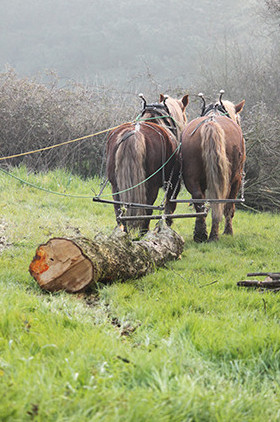 Traction animale en Loire-Atlantique (44) : débardage