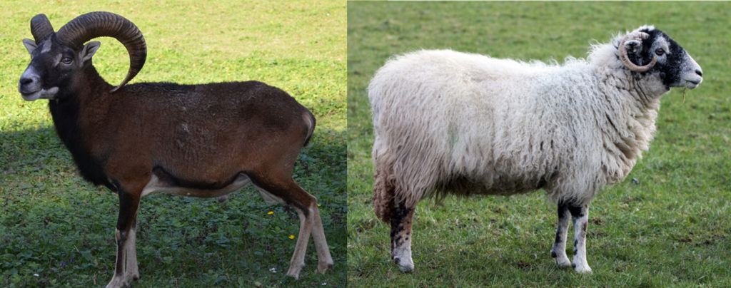 A gauche, un mouflon. A droite, un mouton "Scottish Blackface", race domestique courante au Royaume-Unis. Rustique et adapté aux terres pauvres, il peut être utilisé en éco-pâturage