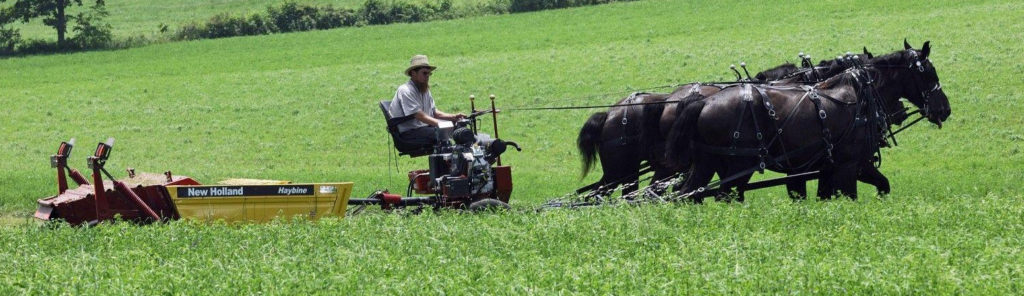 Un exemple de traction animale moderne : agriculteur assis sur une faucheuse mécanique tirée par 3 chevaux noirs en ligne