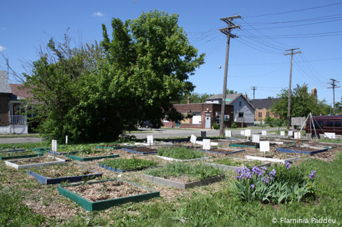 Exemple d'agriculture urbaine à Détroit : potager sous forme de parterre carrés, sur une ancienne parcelle de maison détruite