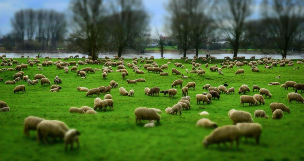 Troupeau de moutons dans un champ très vert, rivière dans le fond, brebis et agneaux, certains couchés
