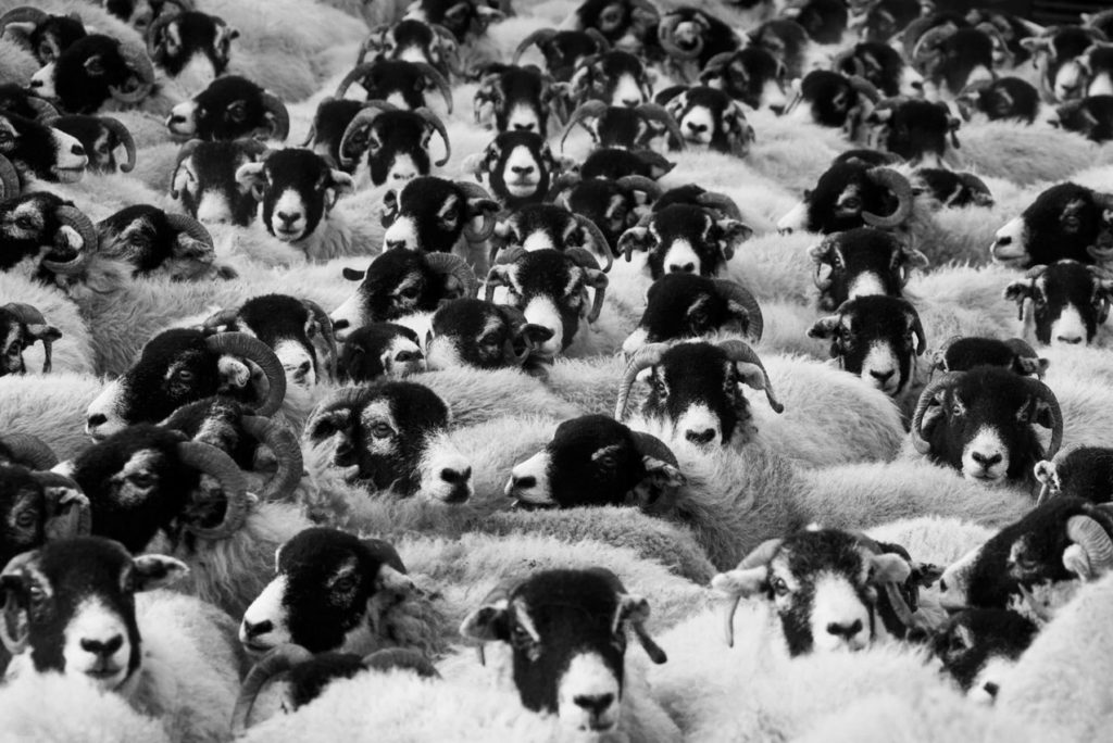 Troupeau de mouton très serré, tête noire, museau blanc, corps blanc
