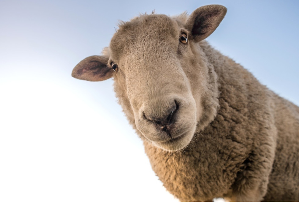 Mouton regardant l'objectif, d'un air curieux