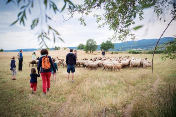 Des touristes découvrent un troupeau de moutons en moyenne montagne. Le réseau Accueil Paysan s'inscrit dans un mouvement de tourisme écologique