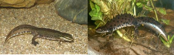 Images de deux tritons que l'on peut rencontrer dans les derniers bassins d'un assainissement écologique par phytoépuration