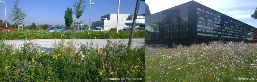 Les prairies fleuries constituent un excellent moyen de transformer ces espaces verts écologiques en entreprise