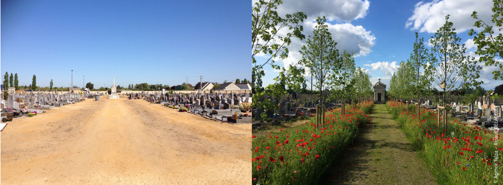 Écologie au cimetière en France : vues d'un même cimetière sans aucune herbe, sable au sol, puis le même cimetière avec arbres et prairie fleurie plantés dans l'allée