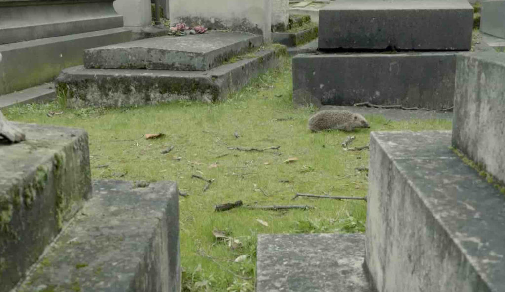 Hérisson se promenant entre les tombes d'un cimetière