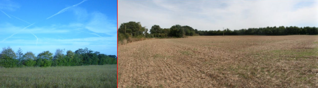 Terres agricoles à Mouzeil en Loire-Atlantique (44) : à gauche vue d'une haie champêtre, à droite, l'ensemble des terres avec bois au fond