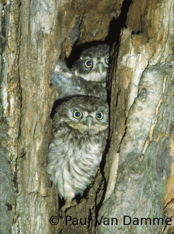 Deux chouettes blotties dans un trou d'un arbre creux
