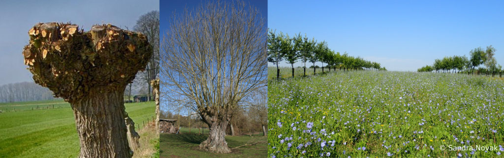 De gauche à droite : arbre têtard taillé, arbre tétard avec branche, prairie fleurie avec deux rangées d'arbres