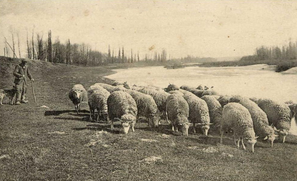 Écopâturage et espaces verts, location de moutons : photo couleur sépia, berger avec son chien, moutons en premier plan, bord de Loire