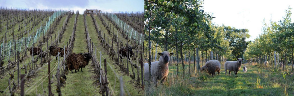 Location de moutons d'Ouessant : un mâle à grandes cornes au centre de la photo, dans des rangées de vignes en pente. Autre photo de mouton Hampshire (beige, nez noir) sous des jeunes pommiers plantés en ligne