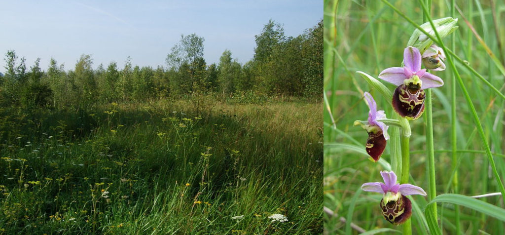 Écopâturage et espaces verts : photo d'une prairie calcaire, prairie en premier plan avec ombellifères et bouleaux en arrière plan. À droite, photographie d'une orchidée bourdon en gros plan