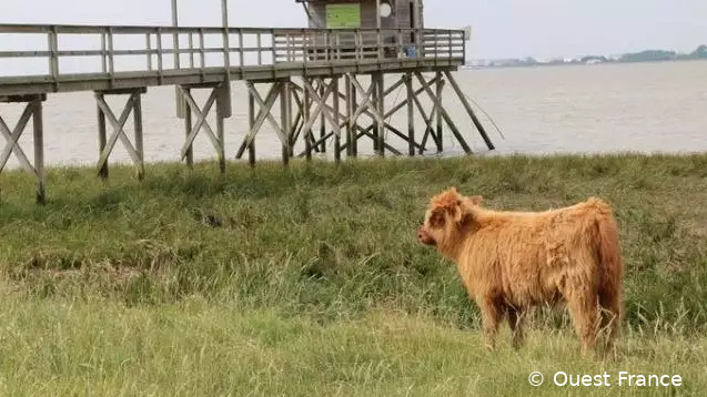 Vache Highland (poils longs, bruns-crème, museau et contours des yeux noirs) dans une prairie. En arrière-plan : une pêcherie et la Loire. Corsept, département 44