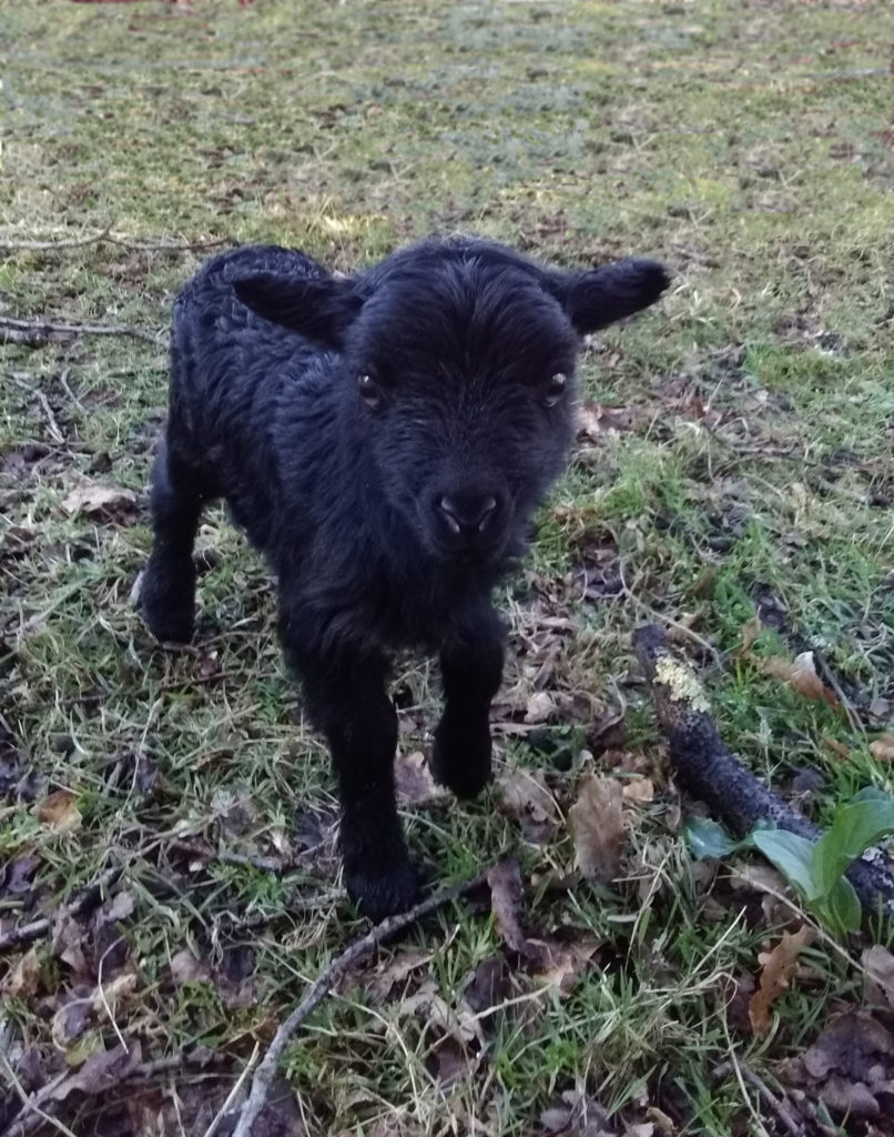Tondeuse écologique : un agneau d'Ouessant, couleur noir, regarde l'objectif de l'appareil photo