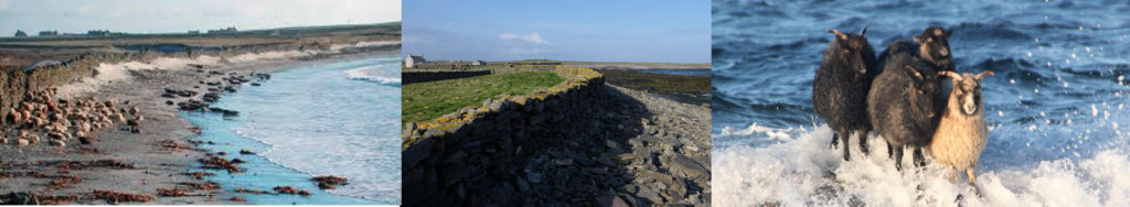De gauche à droite : vue d'une plage de l'île de North Ronaldsay avec le mur séparant la plage des terres ; vue rapprochée du mur montée en pierres sèches ; des moutons sur un rocher submergé par une vague