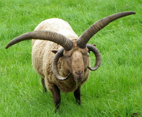 Mouton loaghtan : une paire de cornes sur le sommet du crâne, légèrement courbes, partant vers le haut, une autre paire de cornes enroulées vers le bas. Toison brune et duveteuse