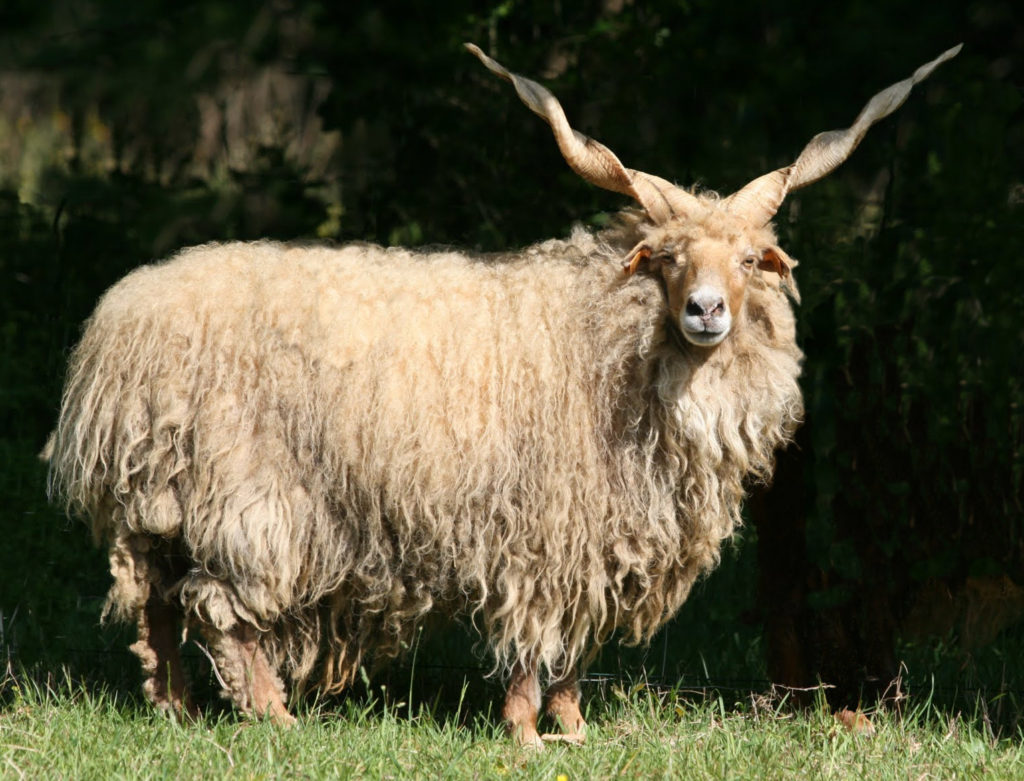 Un mouton racka : cornes partant chacune à 45° de chaque côté du haut du crâne, corne droite et spiralée (comme celle d'une licorne), longue toison blanche pendant jusqu'au sol