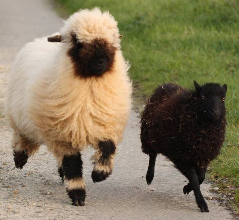Un mouton Nez noir du Vallais et un mouton d'Ouessant en train de courir : le premier fait deux fois la taille du second !