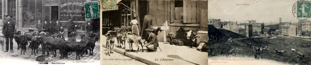 Animaux en ville et milieu urbain (de gauche à droite ; cartes postales anciennes) : chèvre devant une boutique à Troyes, chèvres sur un trottoir à Paris, champ avec des vaches au milieu d'immeubles à Paris