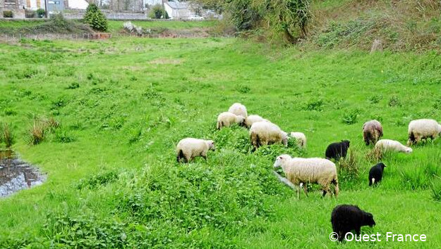 Moutons de race Lande de Bretagne en écopâturage dans un pré, entouré de maison, à Savenay dans le département de Loire-Atlantique (département 44)