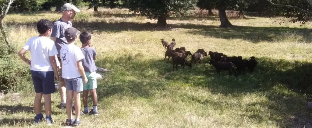 Atelier pédagogique sur l'écopâturage en Loire-Atlantique : dans un champ avec des arbres, animateur et enfants au premier plan, mouton d'Ouessant en arrière plan