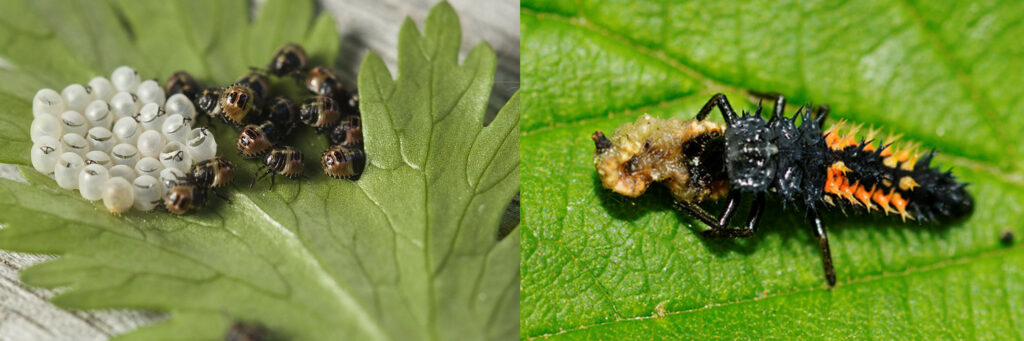 Photographies macroscopiques : à gauche, œufs et larves de punaises sur une feuille. À droite, sur une feuille, larve de coccinelle jaune et noir, corps allongé recouvert de piquants dévorant un puceron