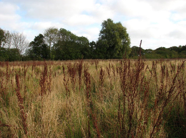 Prairie avec de l'herbe haute et rumex dépassant toutes les autres herbes en hauteur. Rumex de couleur sombre par rapport au reste de la prairie.