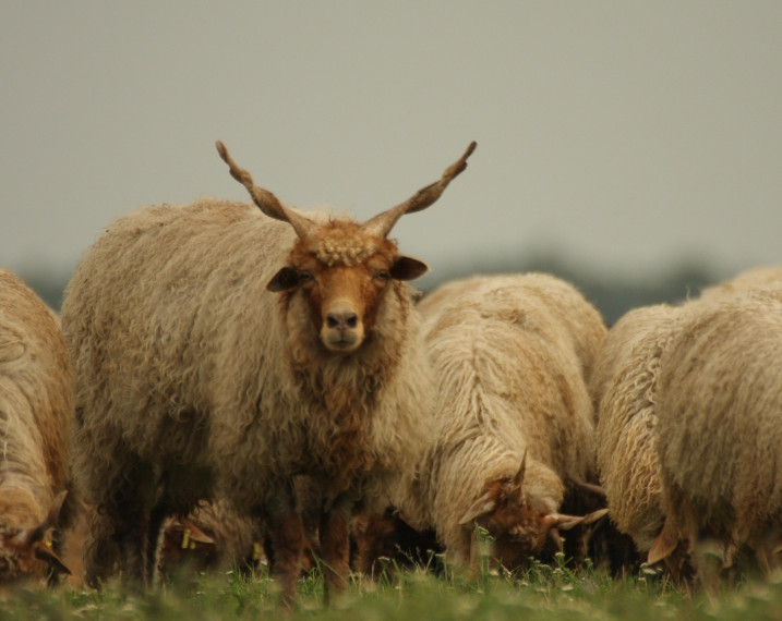 Photographie de moutons de race racka, en train de brouter, sauf un qui regarde l'objectif, grandes cornes pointues, robe beige