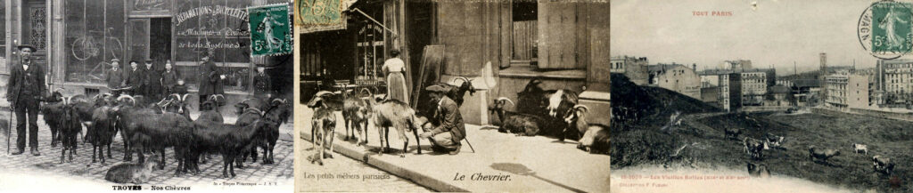3 cartes postales de la fin du XIXe s : berger et son troupeau de chèvres posant devant une devanture de magasin. Homme trayant une chèvre sur un trottoir, autres chèvres debout et d'autres couchées au pied d'une maison. Vaches pâturant dans une sorte de terrain vague, immeubles en arrière-plan