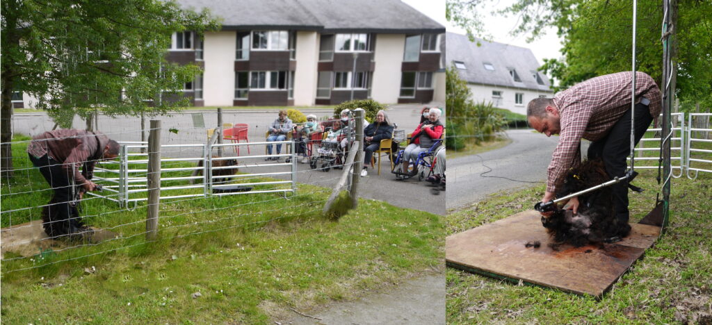 Tonte d'un mouton, tondeur à gauche, pensionnaires d'un EHPAD assis à droite de l'image en train de regarder, Savenay, Loire-Atlantique