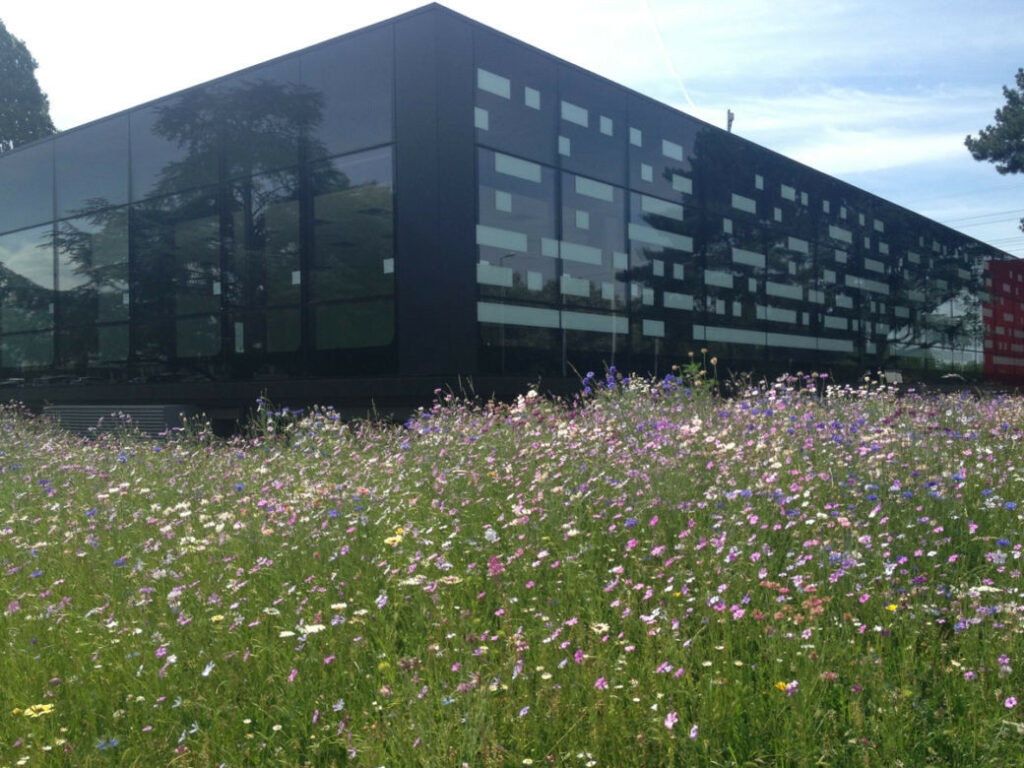 Espaces verts en entreprise : prairie fleurie en premier plan, bâtiment moderne avec façades vitrées au second plan